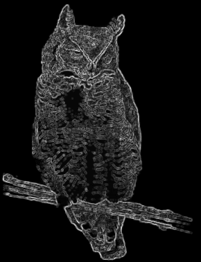 High-contrast importance map used by Teardrop to preserve owl structure